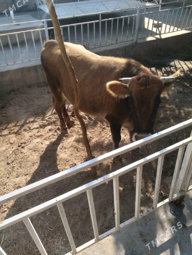 Sygyr - Tejen - img 2