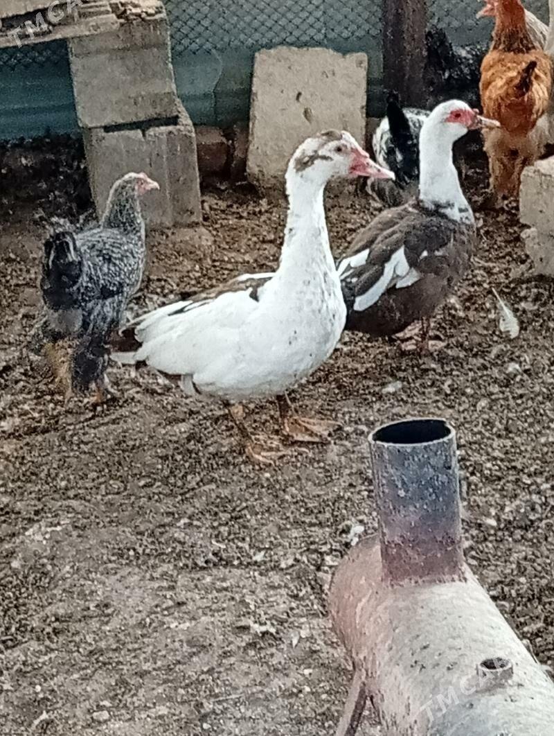 induwutga ördek - Кака - img 1