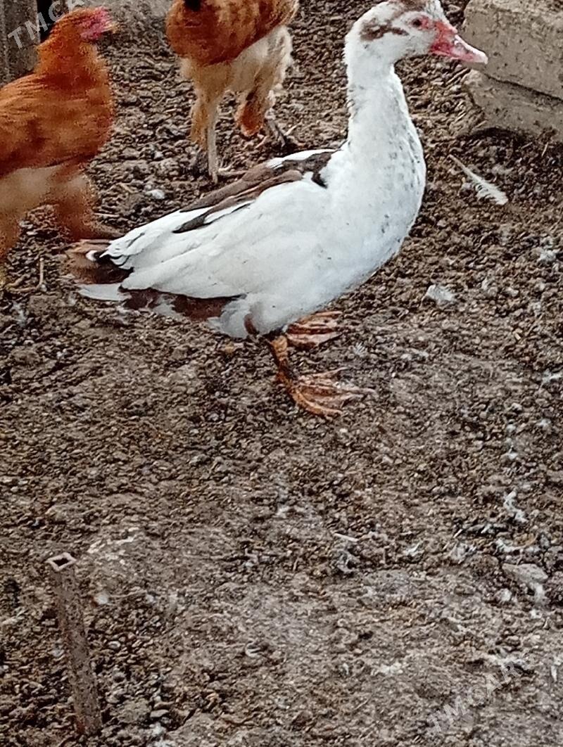 induwutga ördek - Кака - img 3