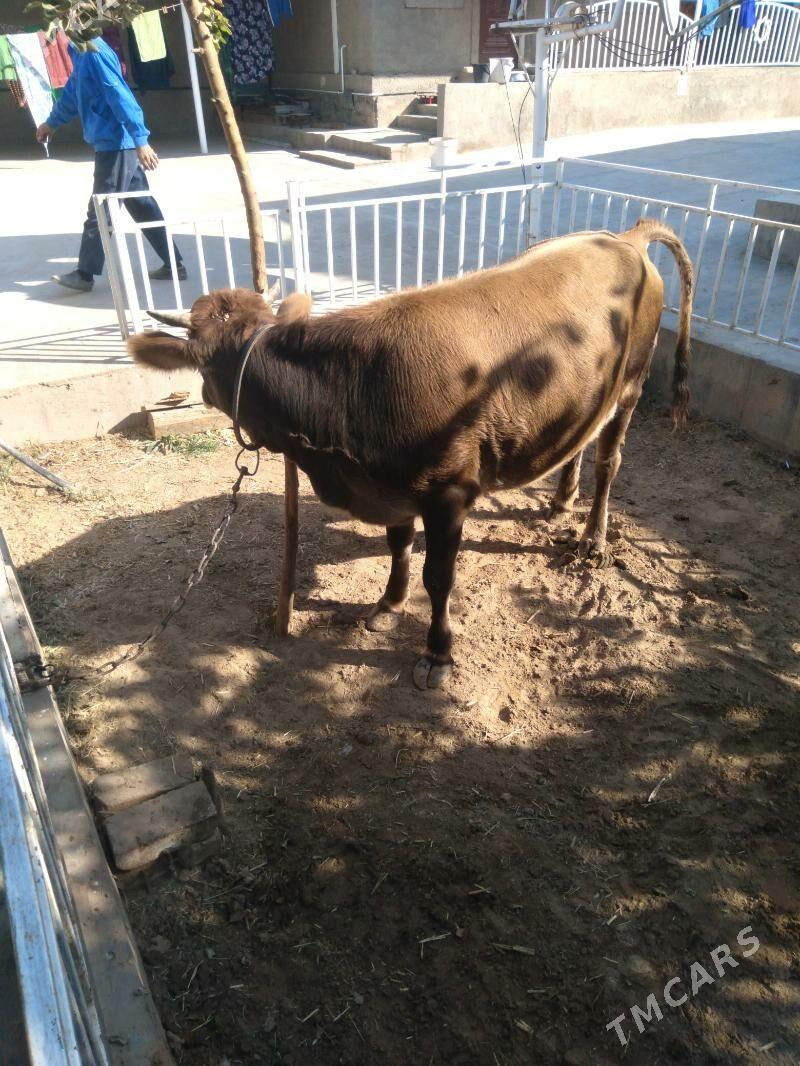 Sygyr - Tejen - img 3