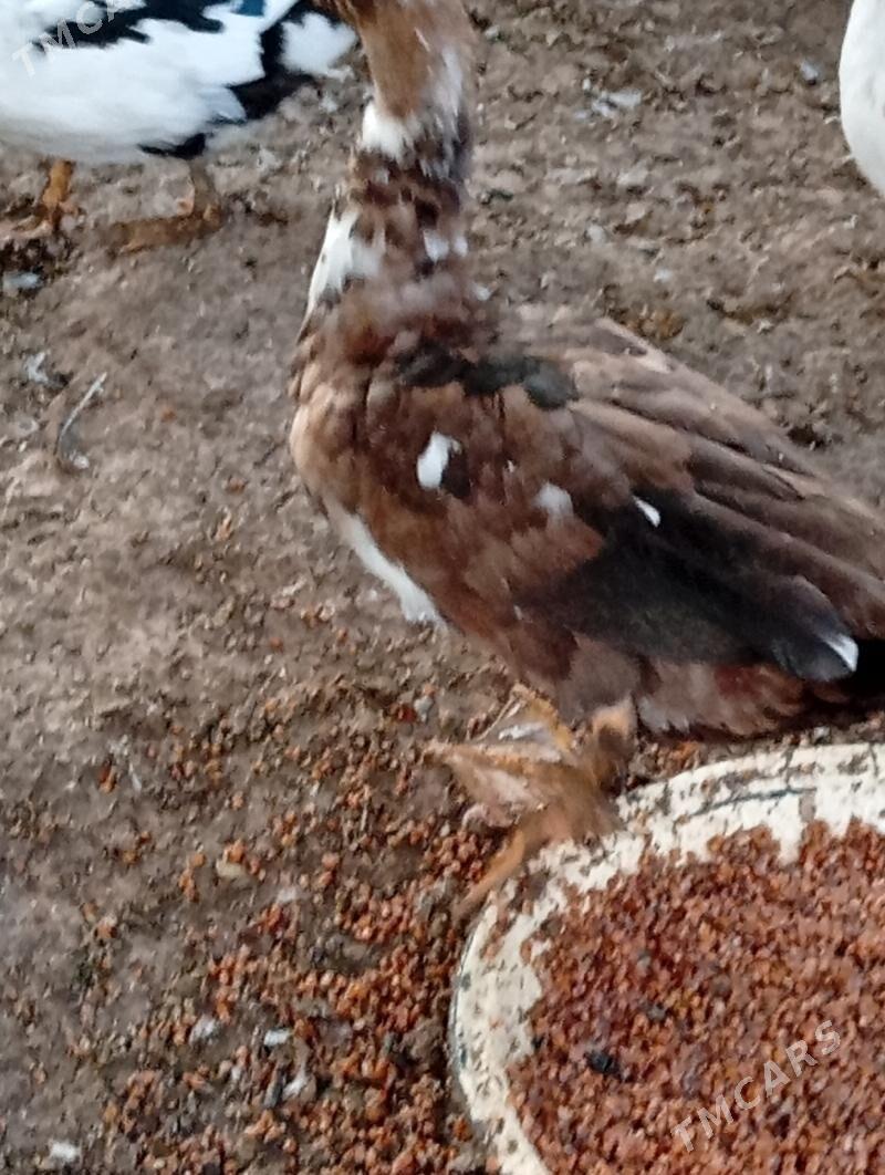 induwutga ördek - Кака - img 2