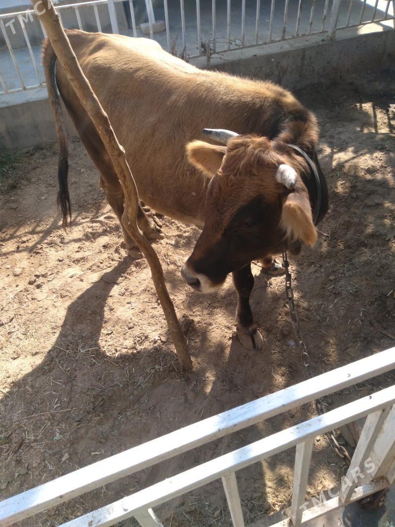 Sygyr - Tejen - img 4