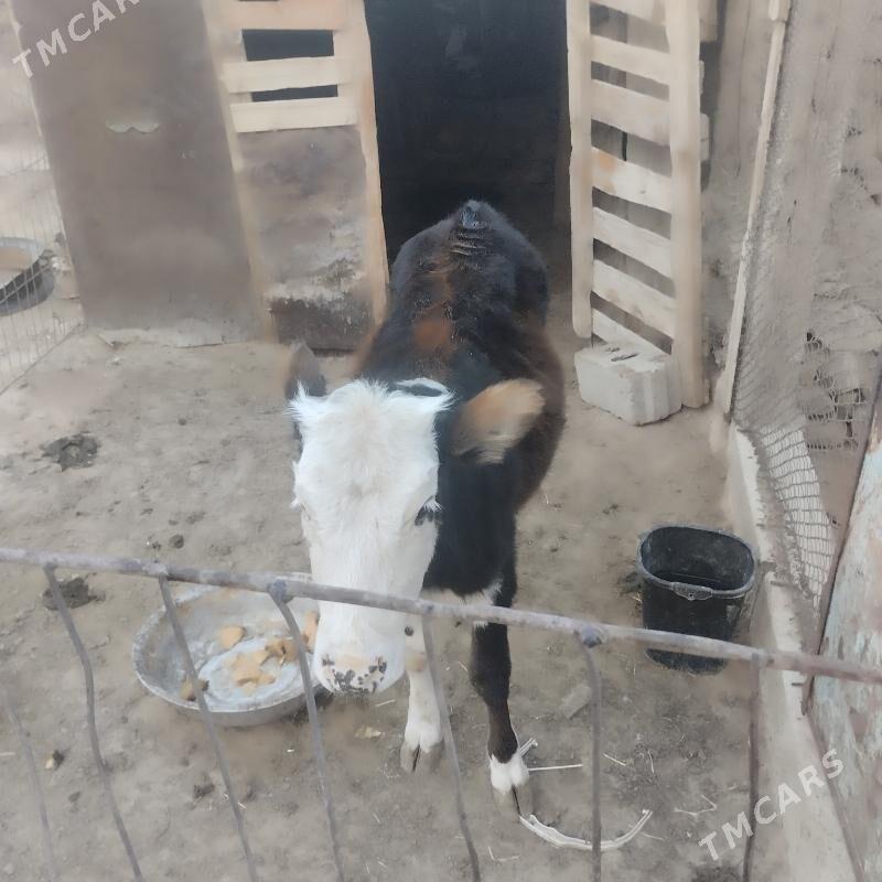 gacar - Bereket - img 4