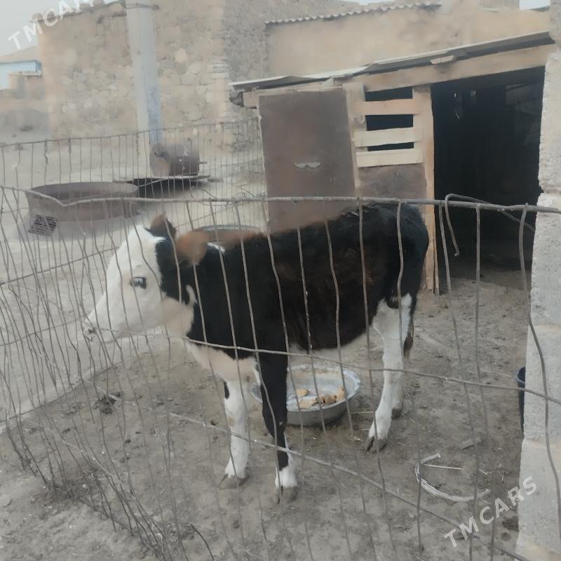 gacar - Bereket - img 2