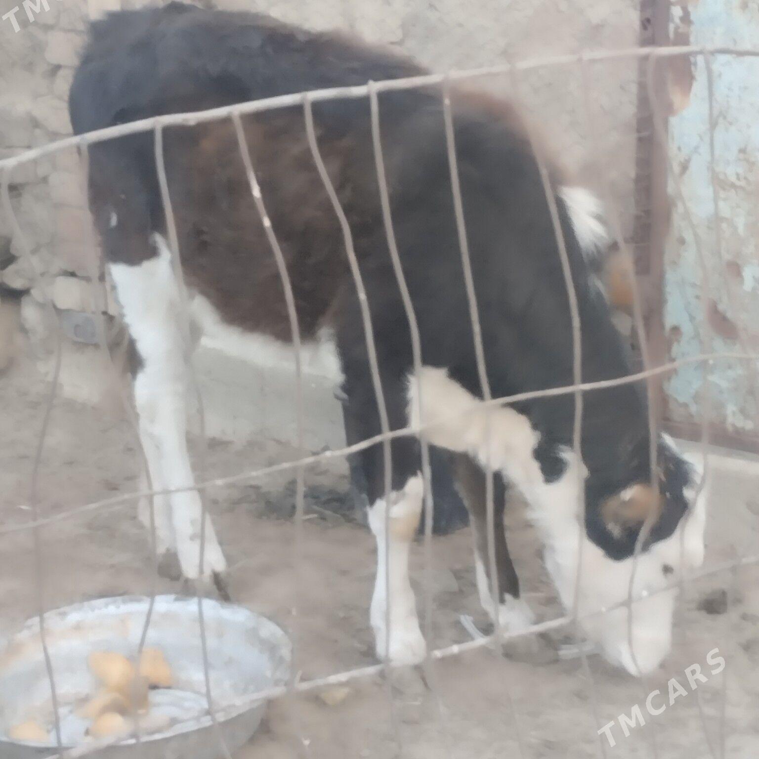 gacar - Bereket - img 3