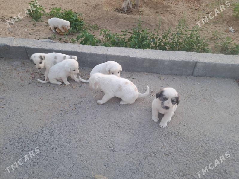 Alabay - Ашхабад - img 3