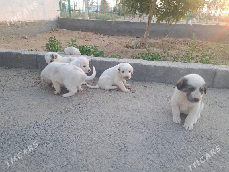 Alabay - Ашхабад - img 2