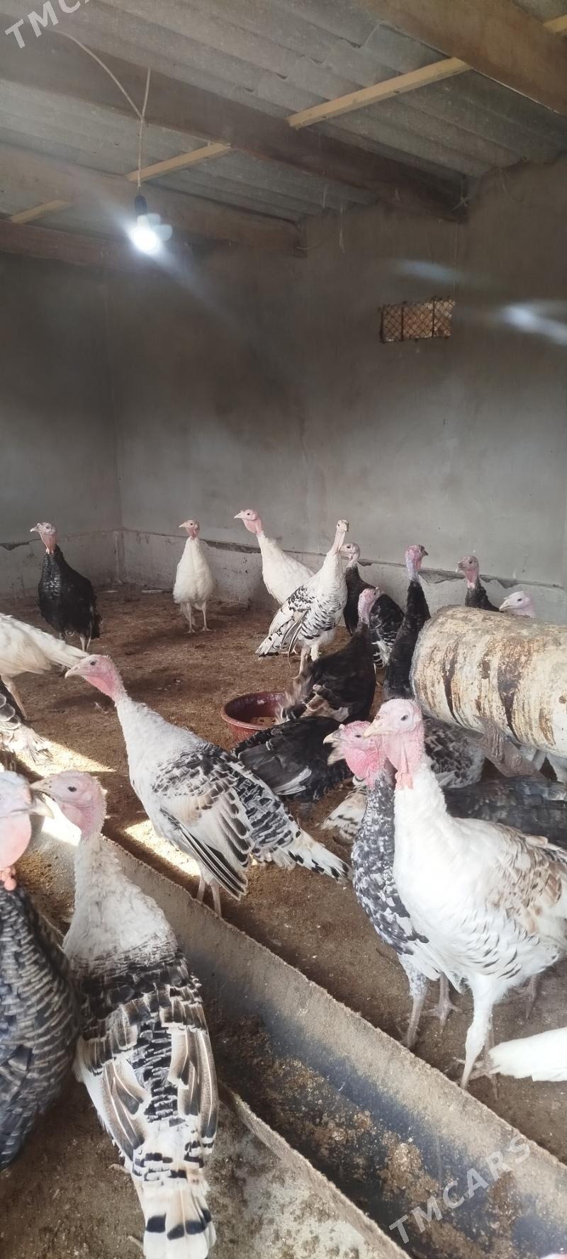 Induk - Babadaýhan - img 1