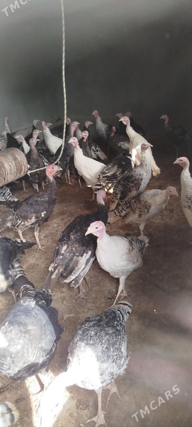 Induk - Babadaýhan - img 2