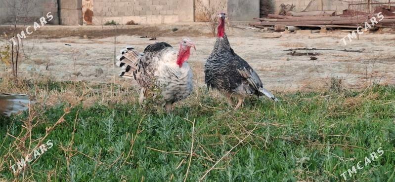 Induk - Bäherden - img 2