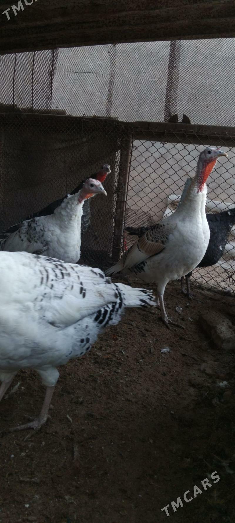 Induk - Мары - img 1