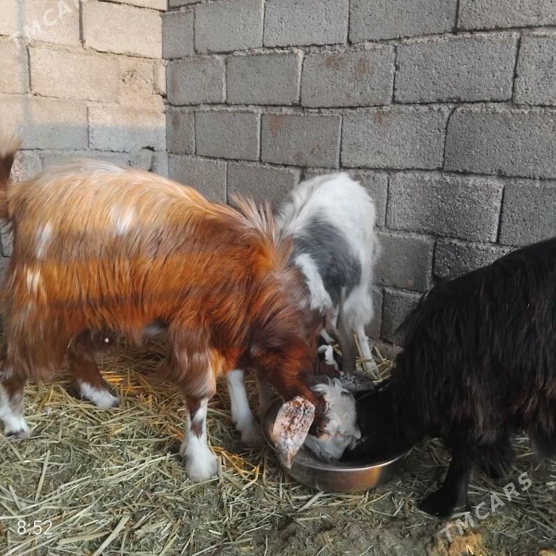 Take goýun - Bagyr - img 5