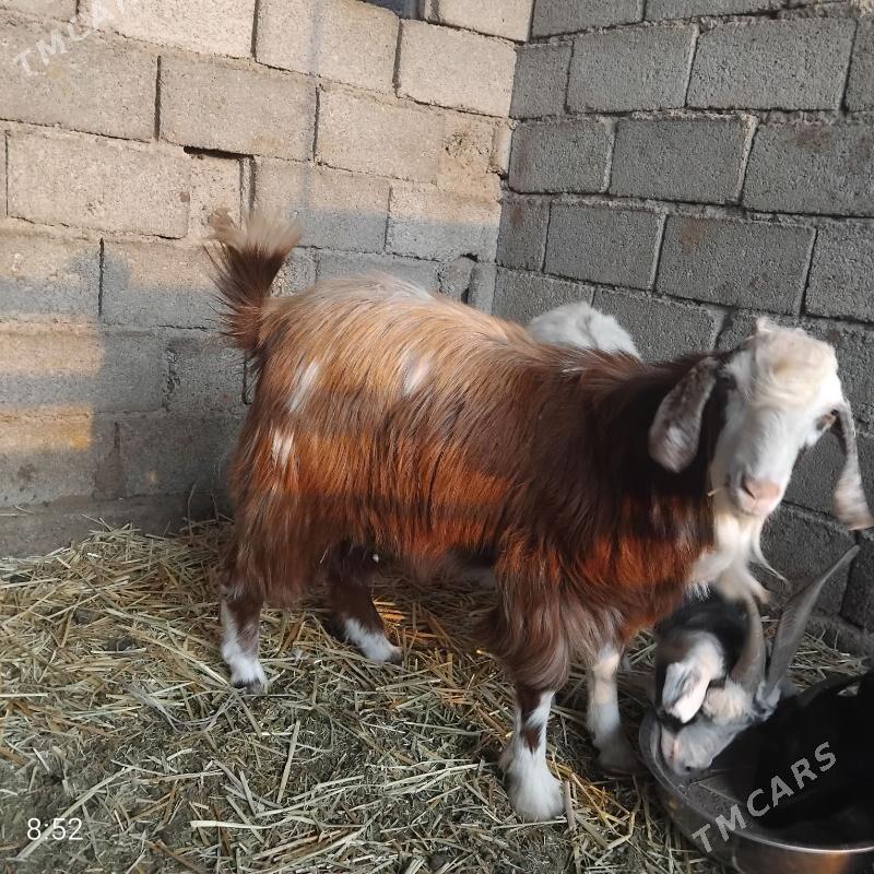 Take goýun - Bagyr - img 3