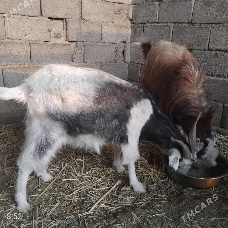 Take goýun - Bagyr - img 2