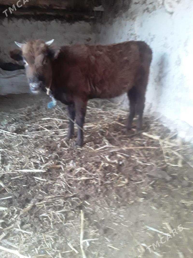 GACAR - Губадаг - img 7