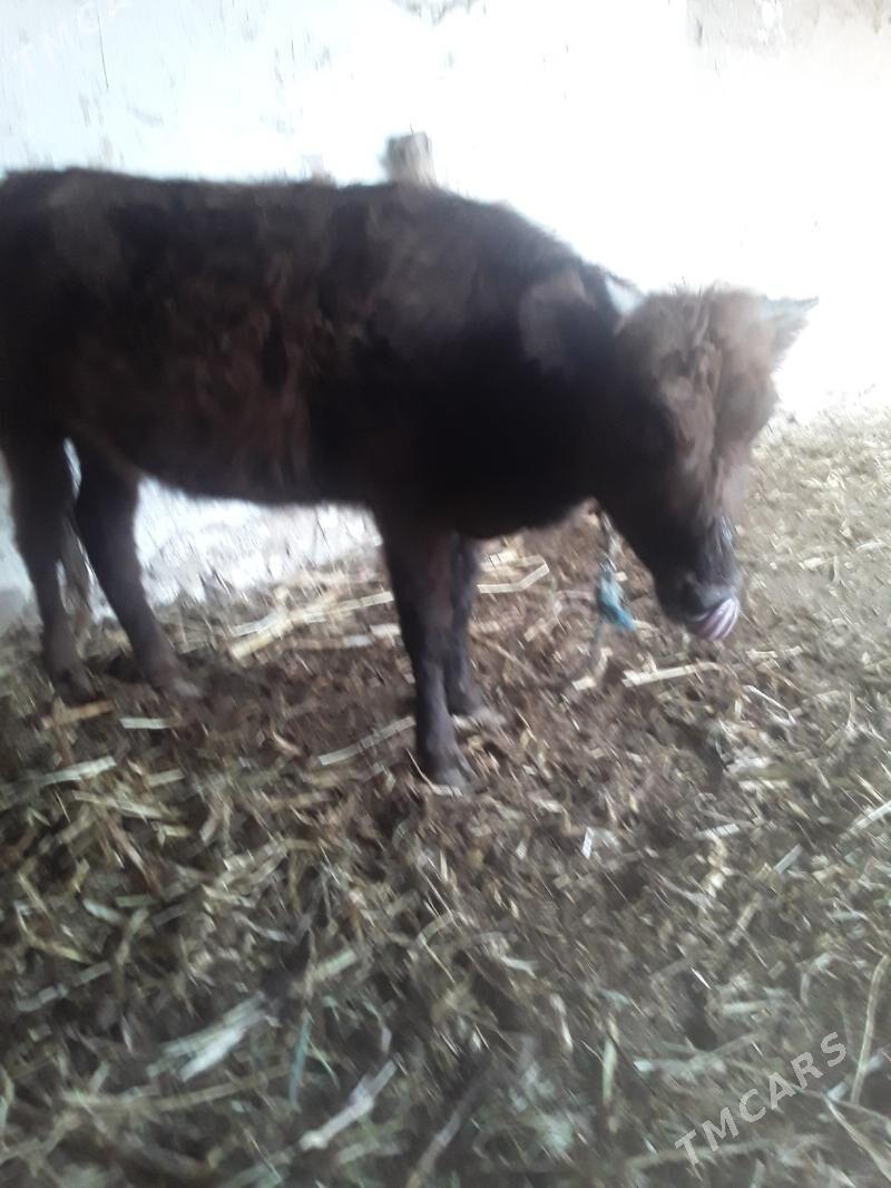 GACAR - Губадаг - img 5