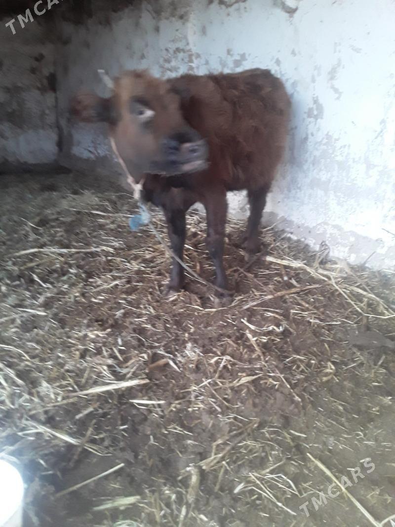 GACAR - Губадаг - img 1