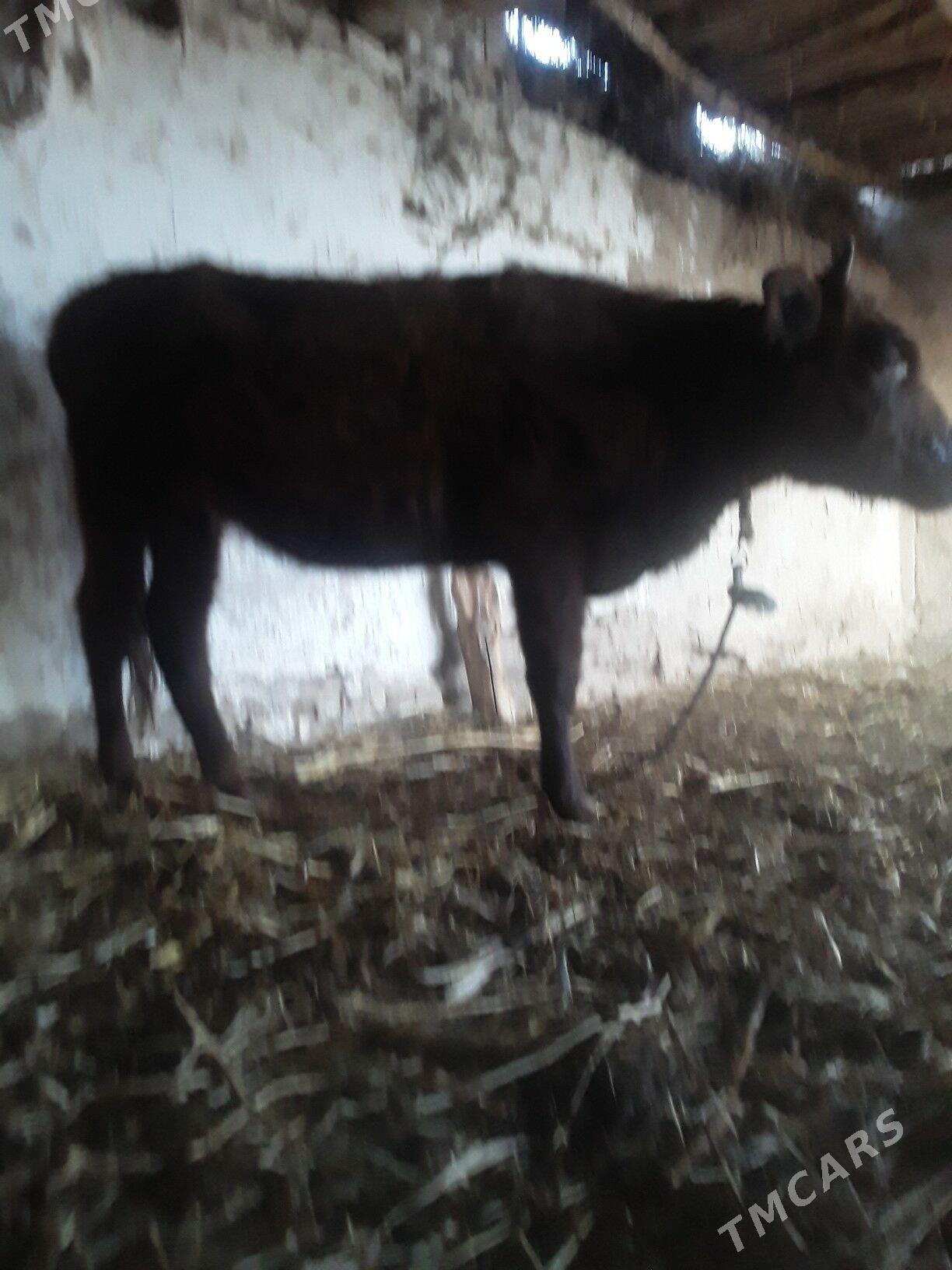 GACAR - Губадаг - img 2