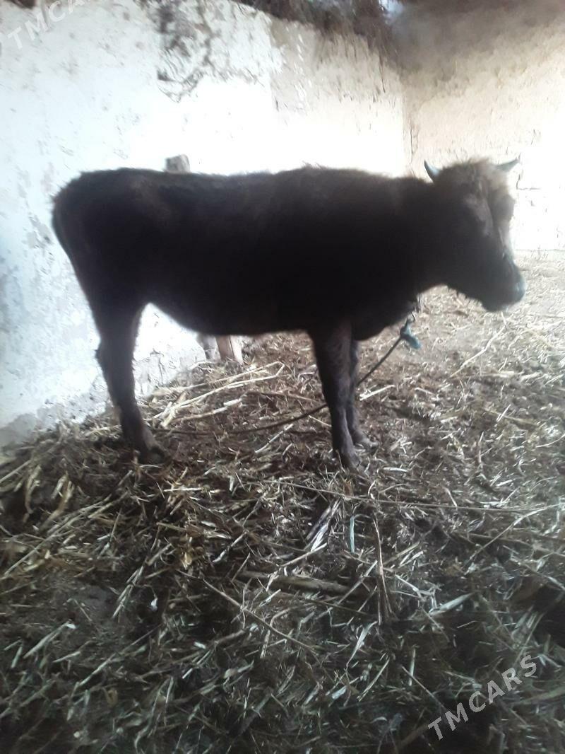 GACAR - Губадаг - img 6