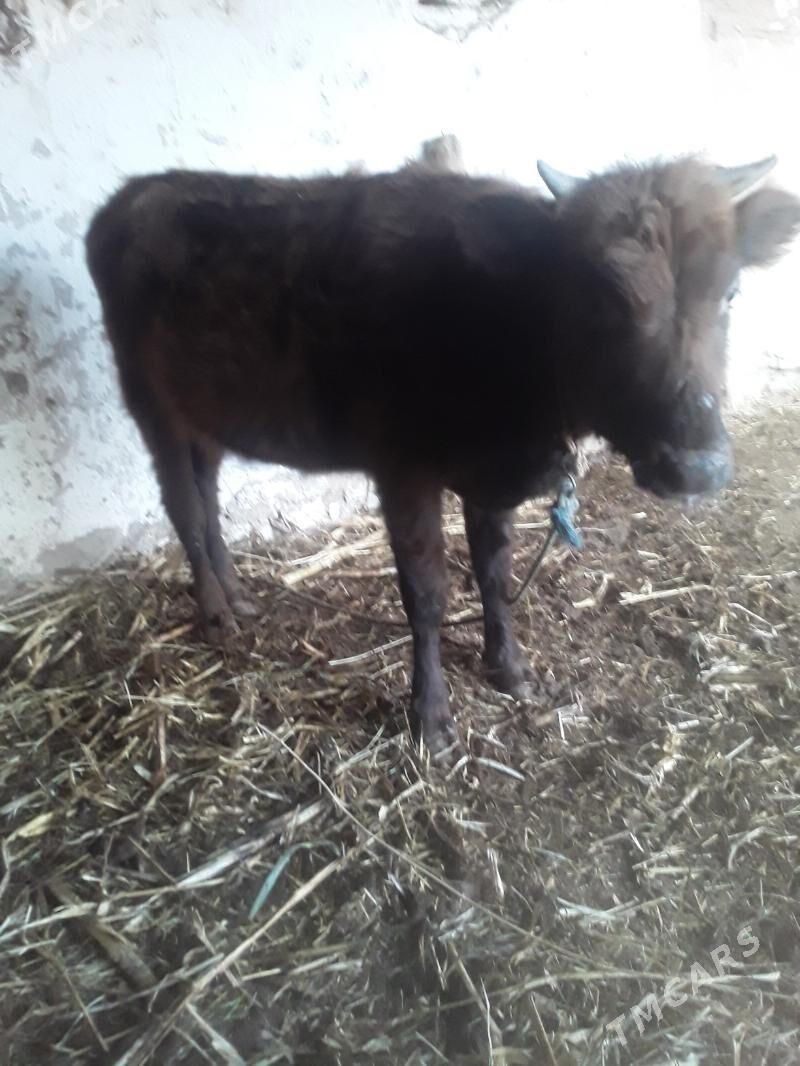 GACAR - Губадаг - img 8