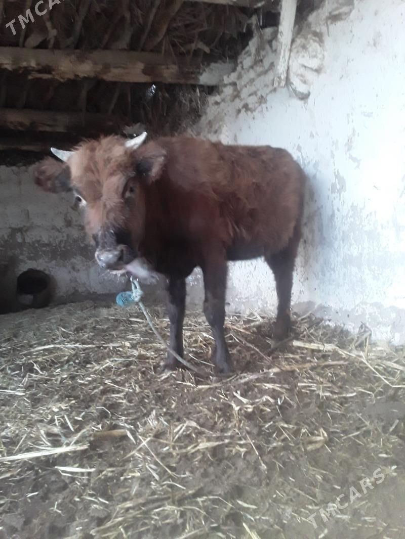 GACAR - Губадаг - img 4