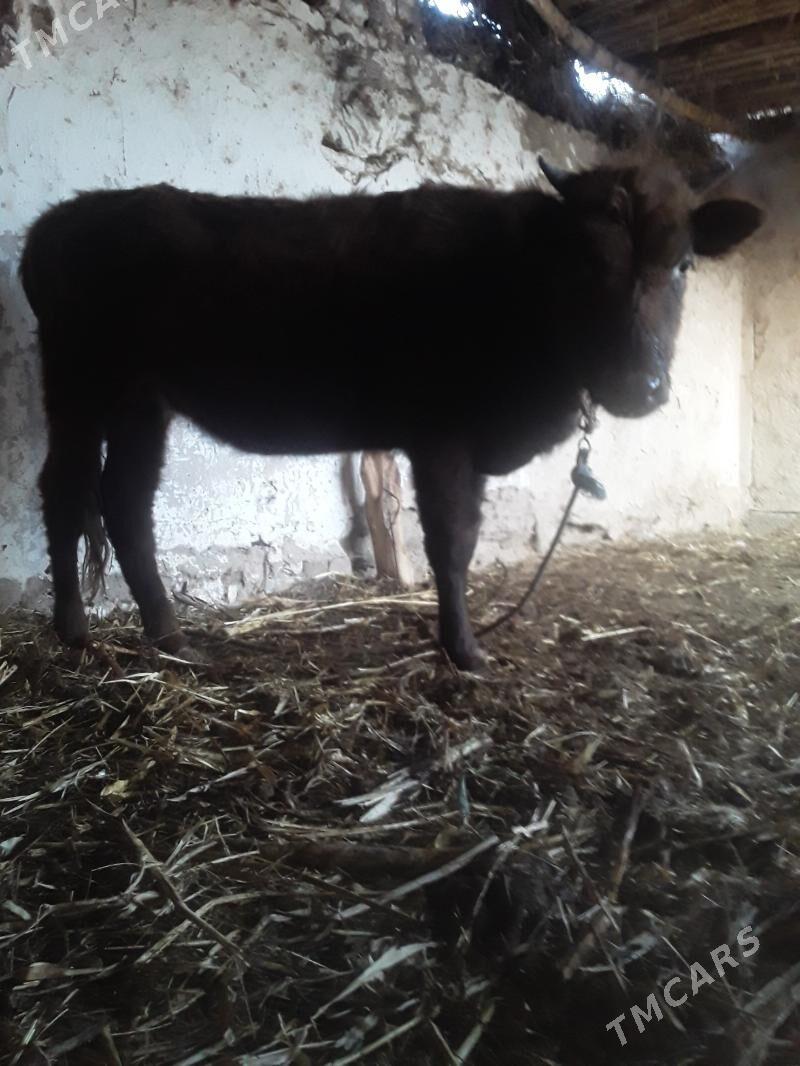 GACAR - Губадаг - img 3