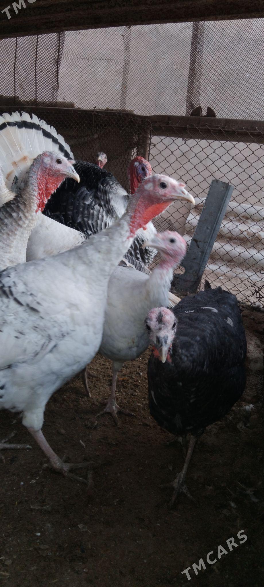 Induk - Мары - img 2