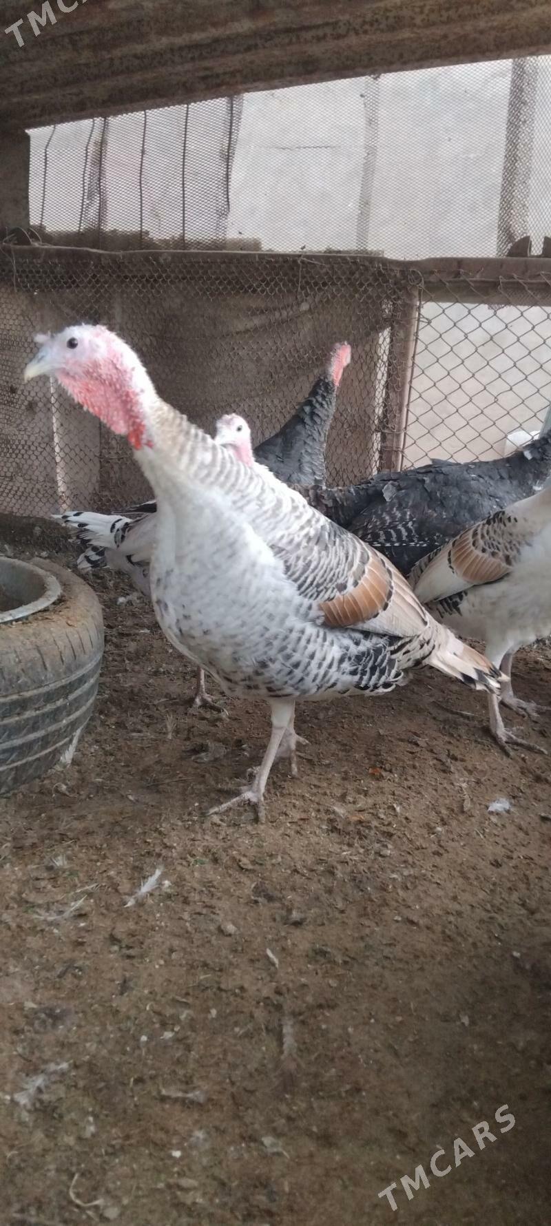 Induk - Мары - img 3