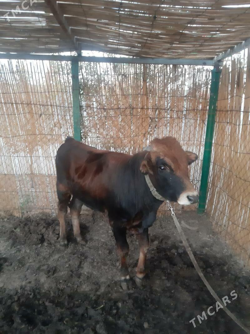 öküz bakylan - Täze zaman - img 2