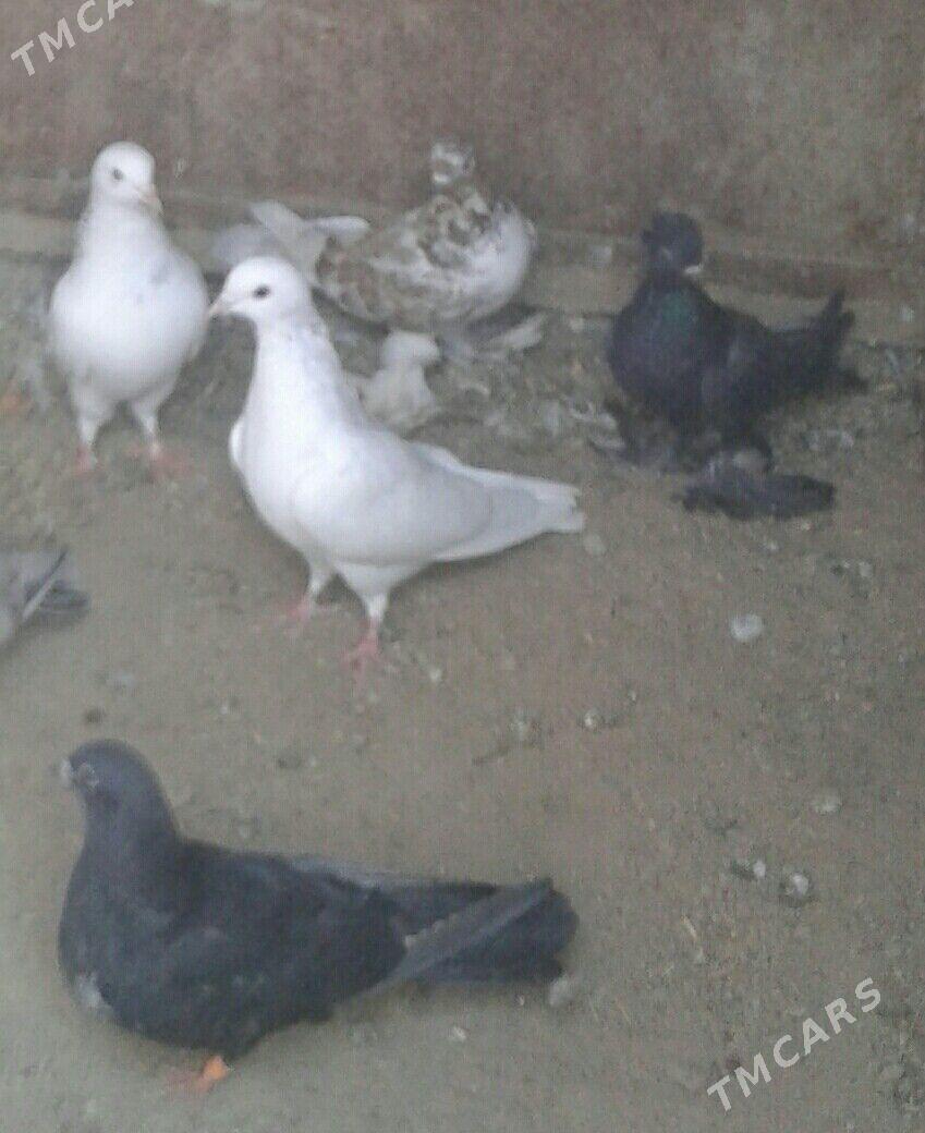 Kepderi - Mary - img 2