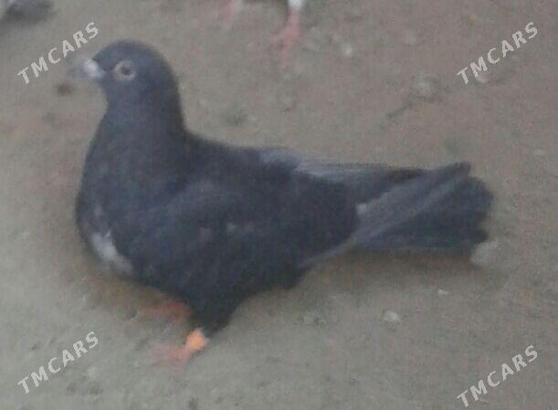 Kepderi - Mary - img 3