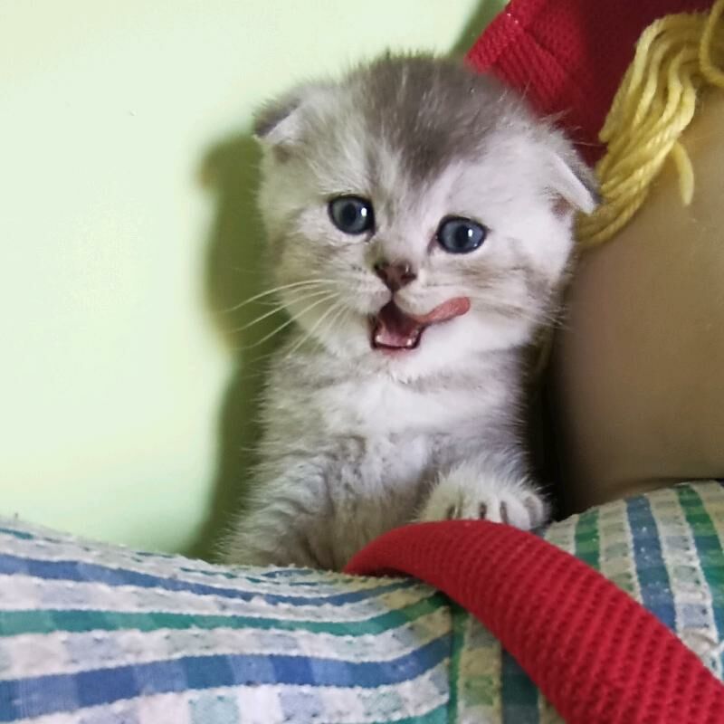 шотландская девочка - Aşgabat - img 1