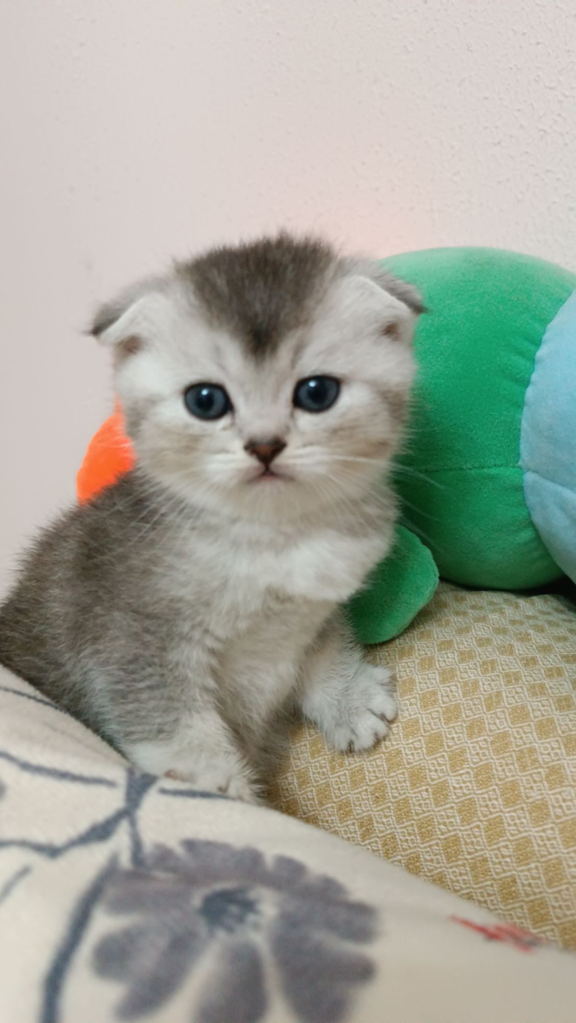 шотландская девочка - Aşgabat - img 6