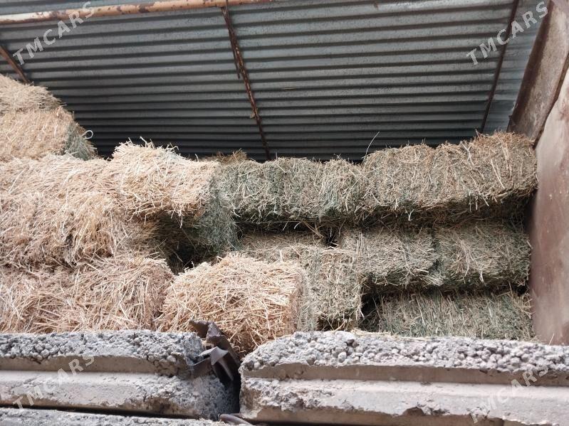 Yorunja bede - Кипджак - img 2