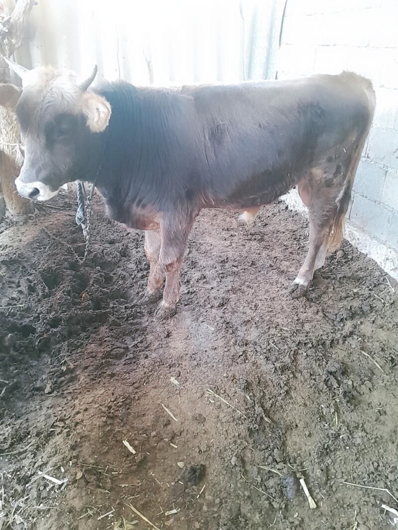 Őkuz - Ýaşlyk - img 6