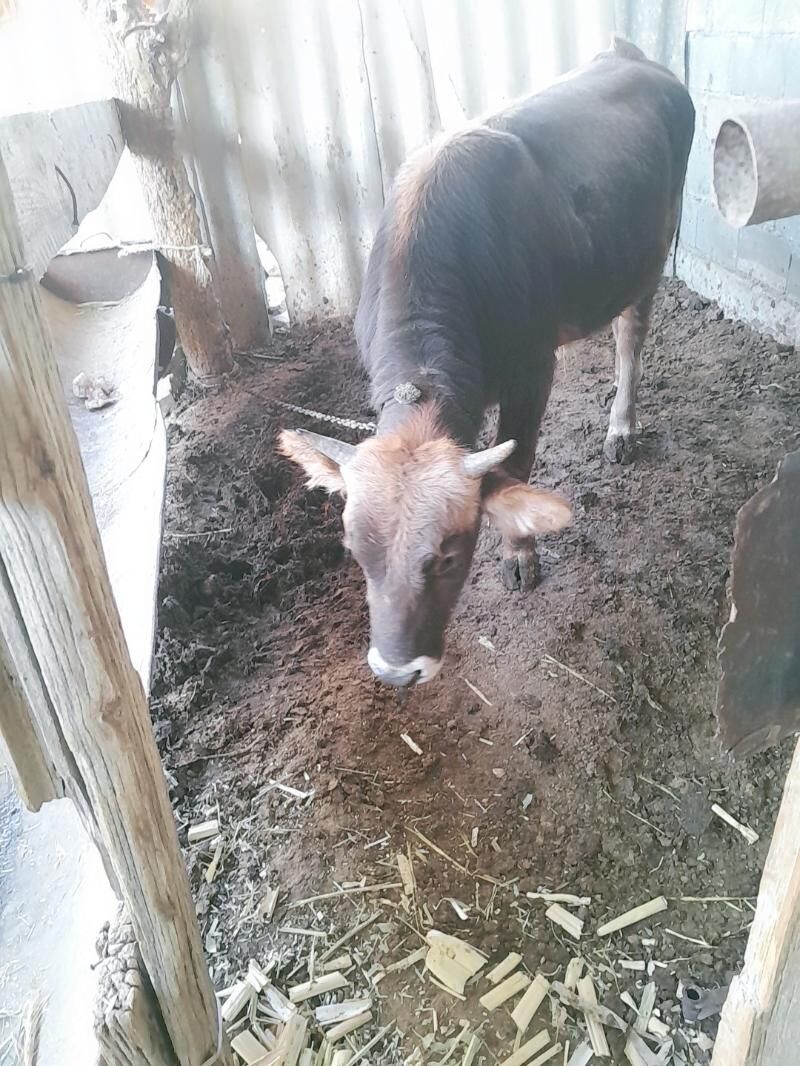 Őkuz - Ýaşlyk - img 5