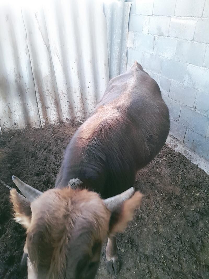 Őkuz - Ýaşlyk - img 4