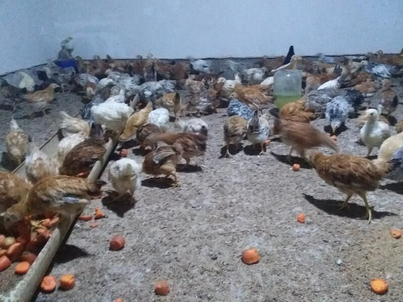 juje - Бабадайхан - img 3