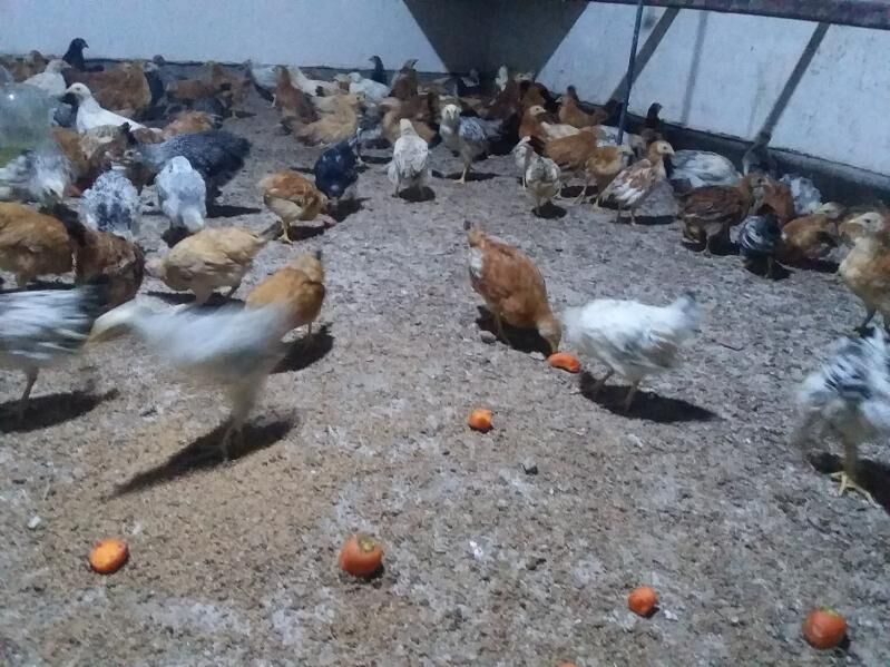 juje - Бабадайхан - img 2