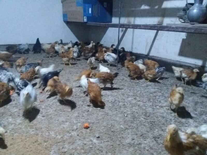 juje - Бабадайхан - img 1