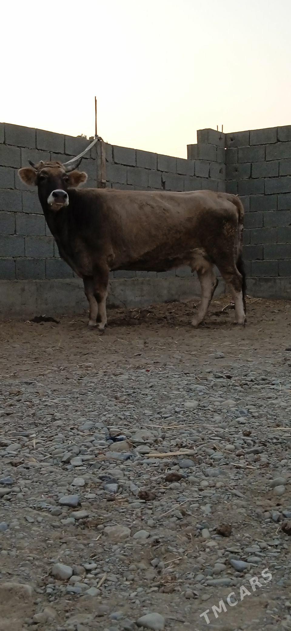 SAGYLYAN TOHUM SYGYR - Bäherden - img 2