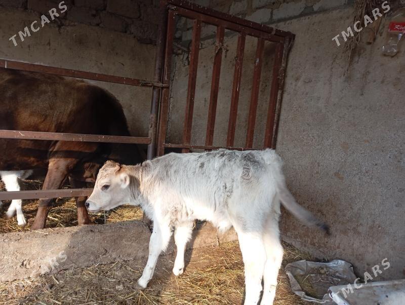 goleli sygyr - Анев - img 3