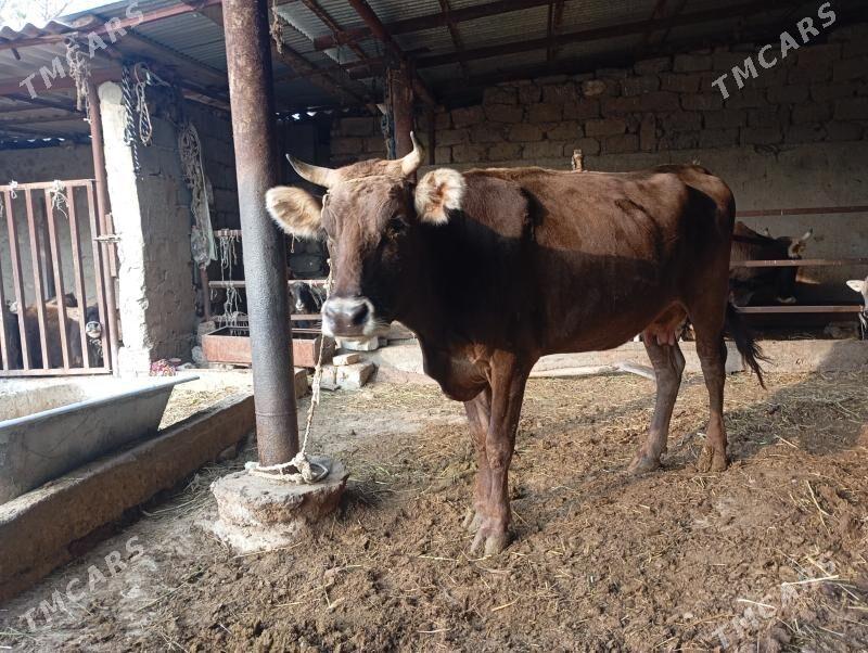 goleli sygyr - Анев - img 2