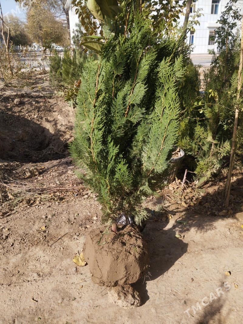 yolka burcina hurma - Ашхабад - img 2