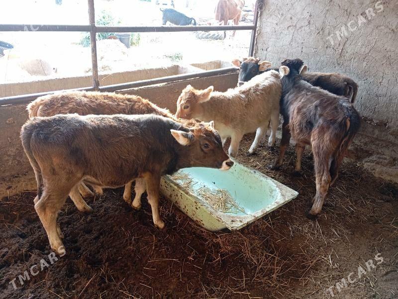 okuz - Анев - img 2