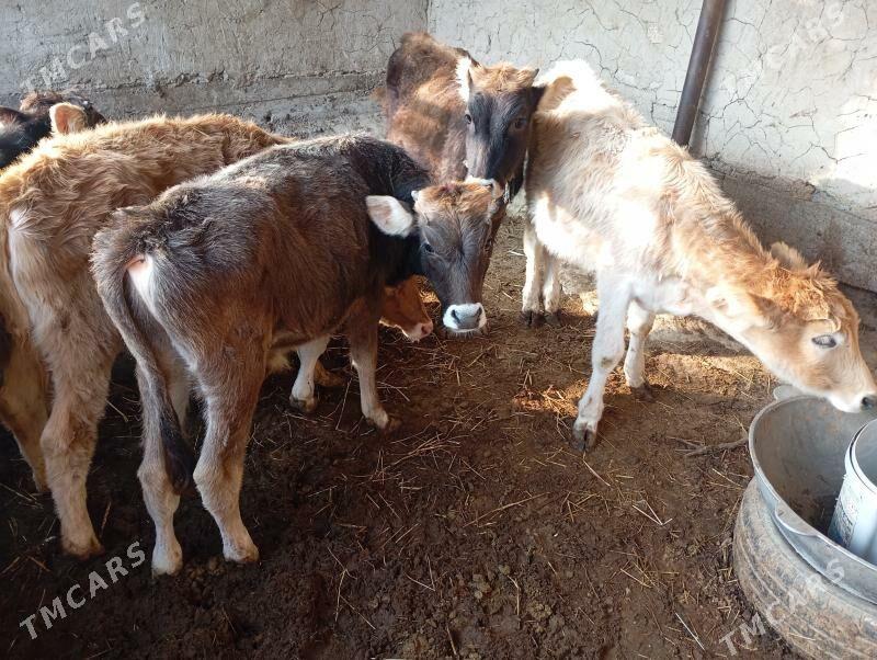 okuz - Анев - img 3