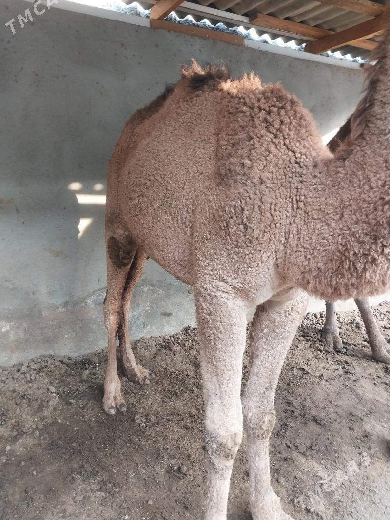 duye - Чоганлы - img 2