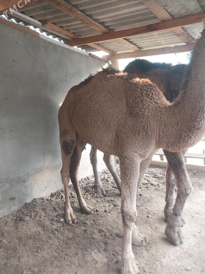 duye - Чоганлы - img 3