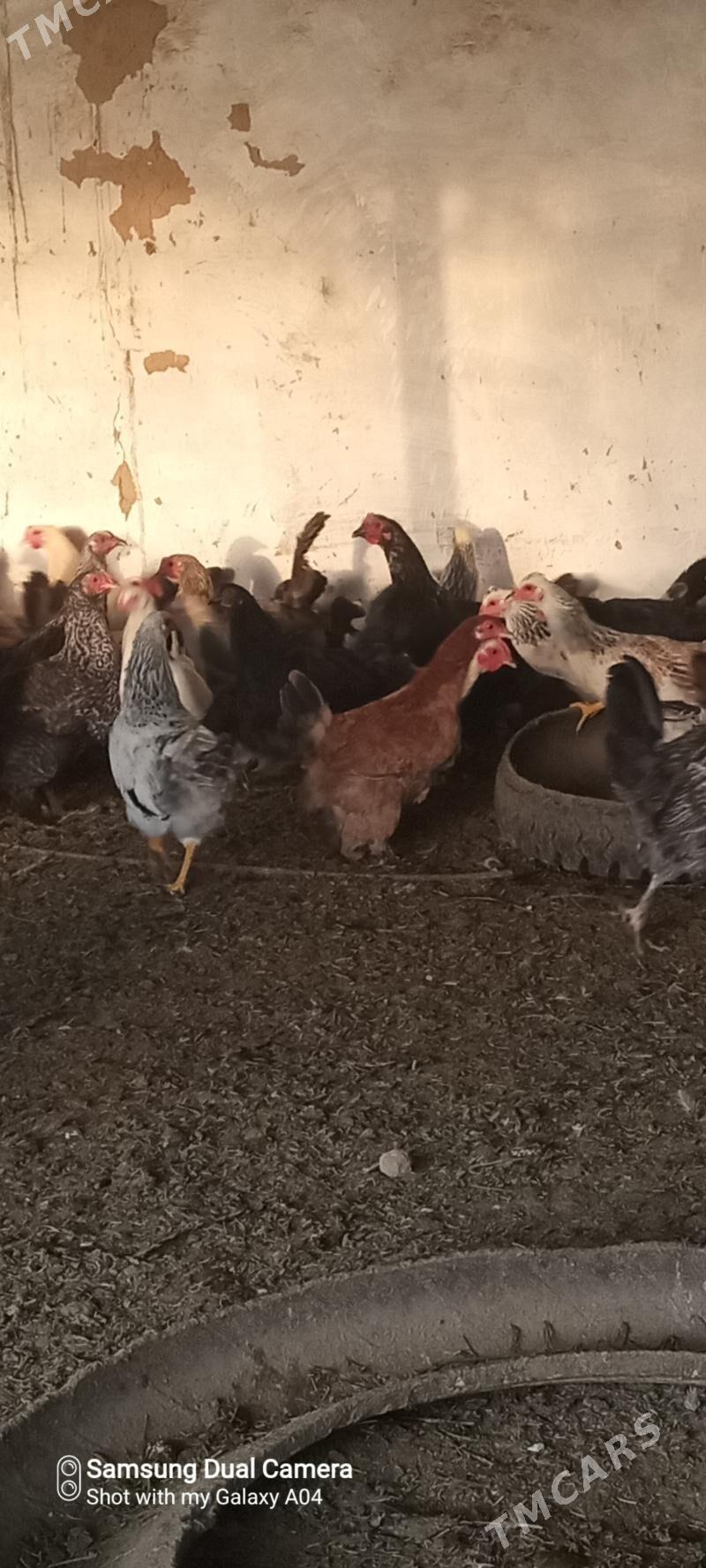 towuk - Мургап - img 2