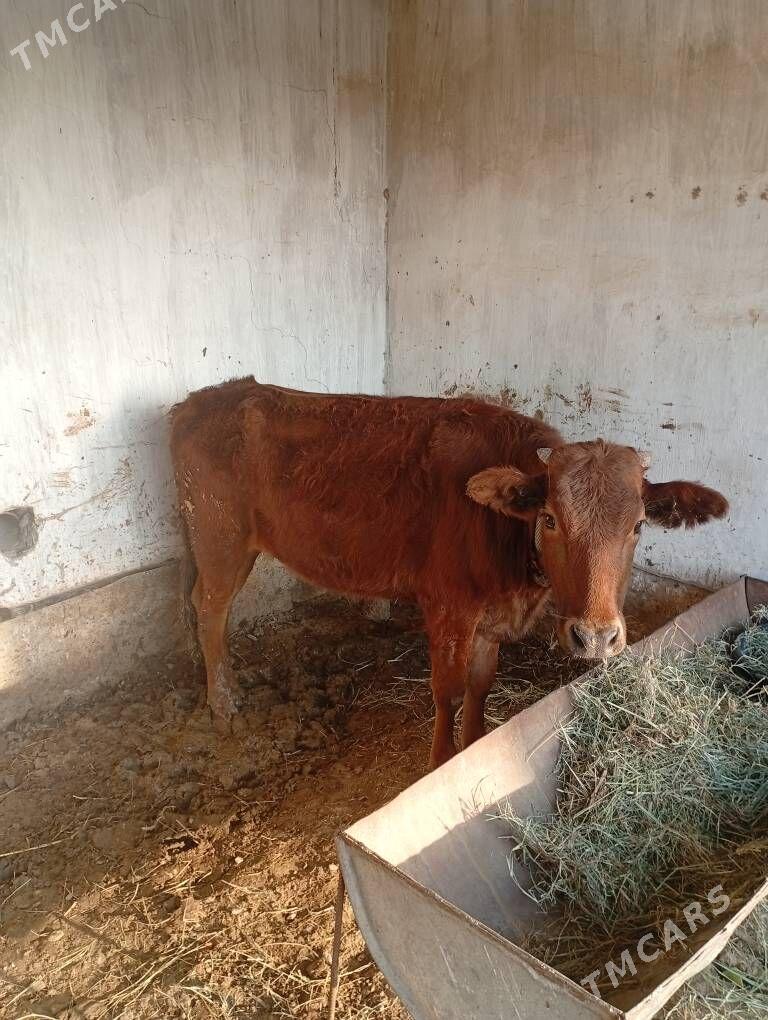 gulajyn - Sakarçäge - img 2